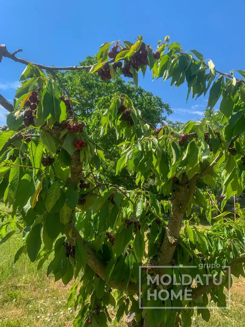 Jardín de Terreno en venta en Belascoáin