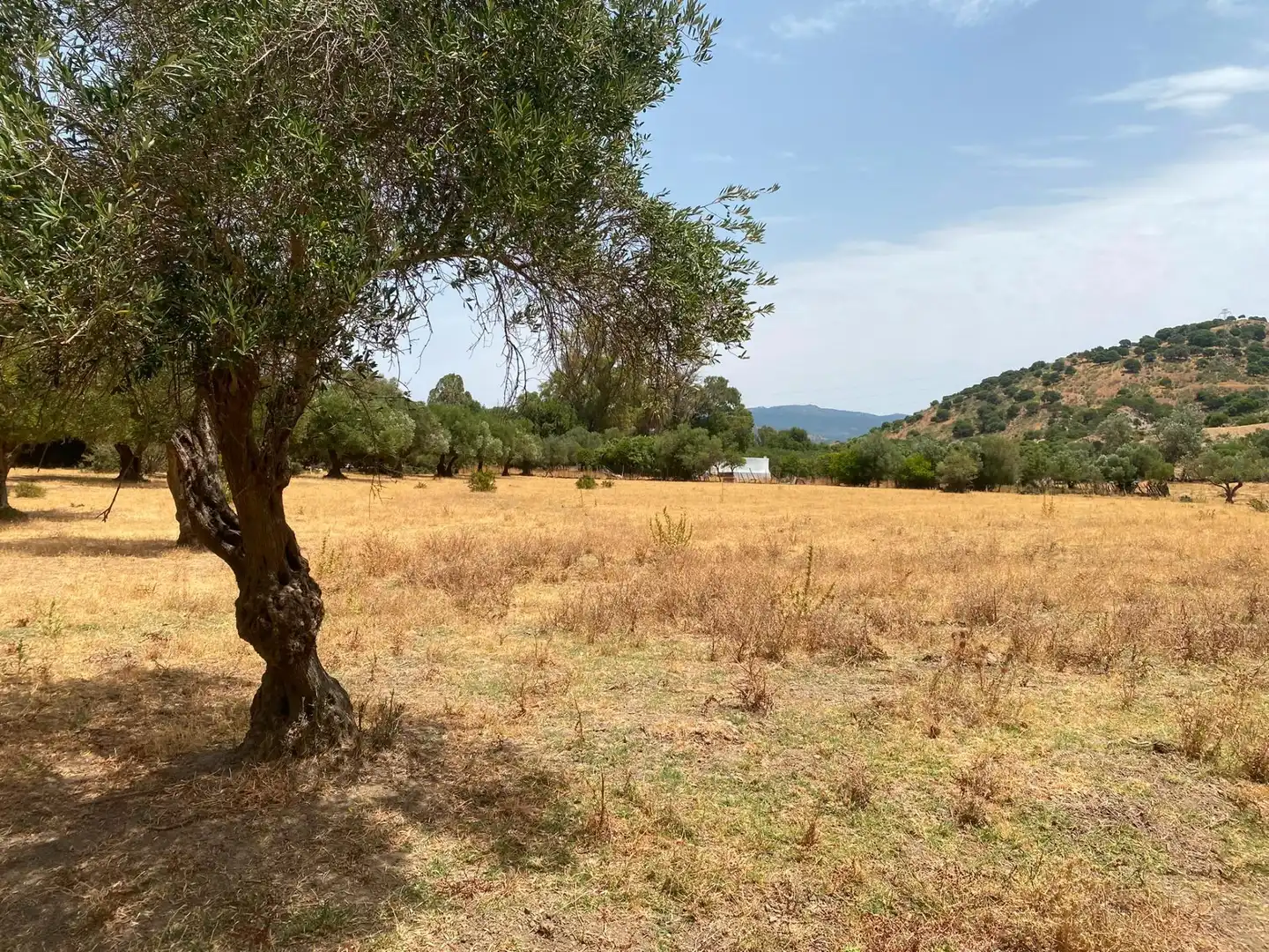 Terreni e lotti in vendita a Alcalá de los Gazules, imagen 68