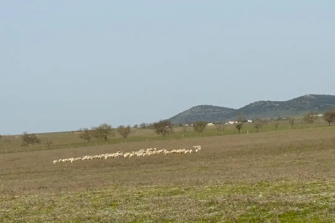 Terreni e lotti in vendita a Casco Antiguo, imagen 11