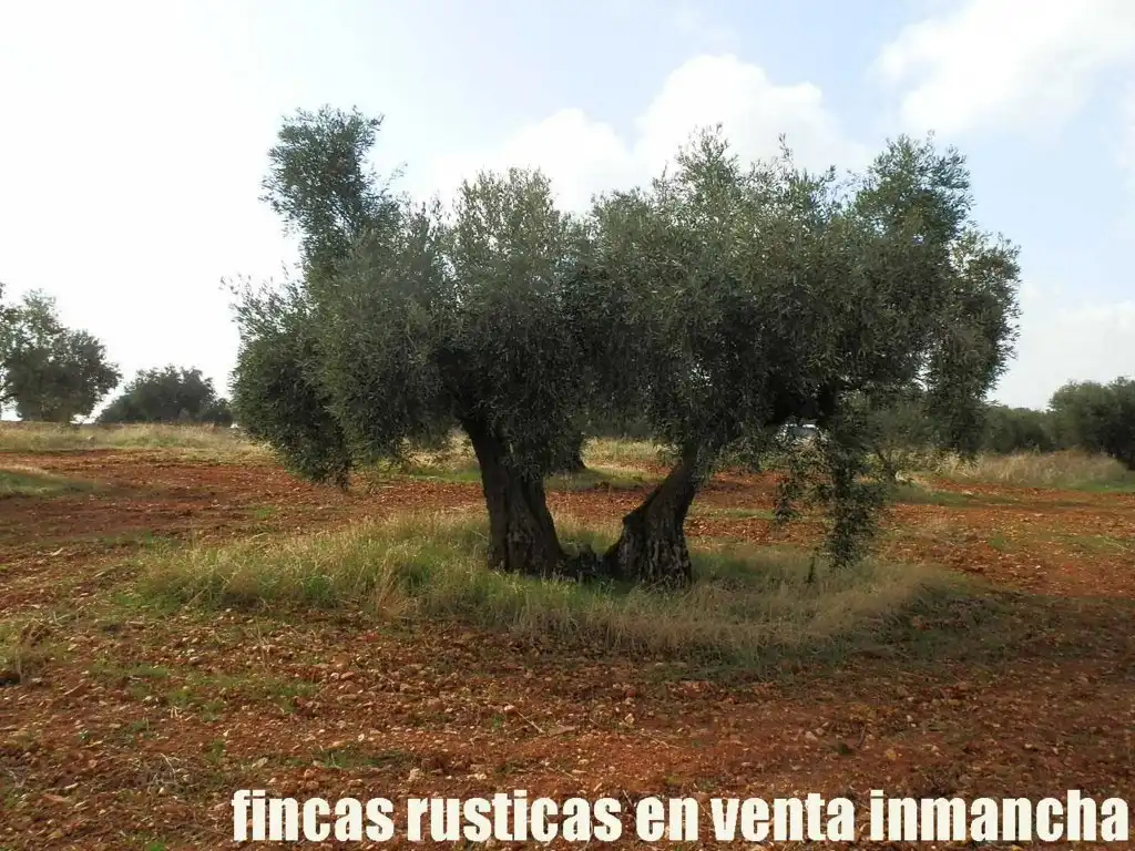 Rural land for sale in Valdepeñas, imagen 11
