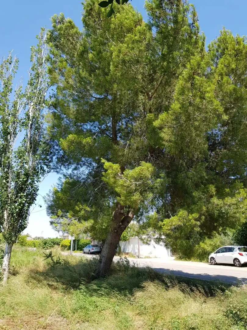 Wohnbaugrundstück zum Verkauf in Pedanías Este, imagen 3