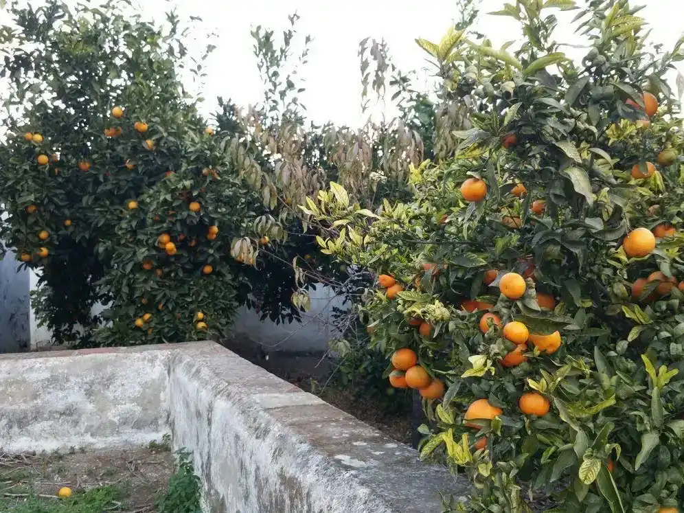 Jardí de Finca rústica en venda en Pizarra