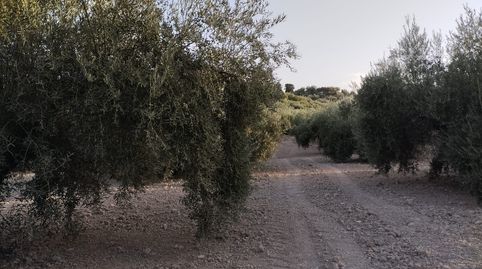 OLIVAR ENTRE CABRA Y EL LLANO DEL ESPINAR, immagine 2