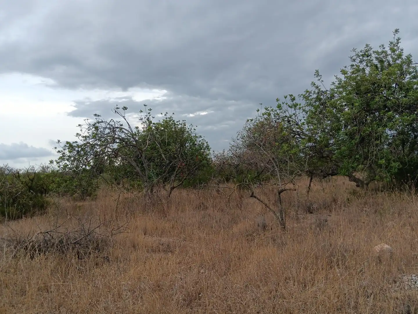 Lands and plots for sale in Roquetes, imagen 17
