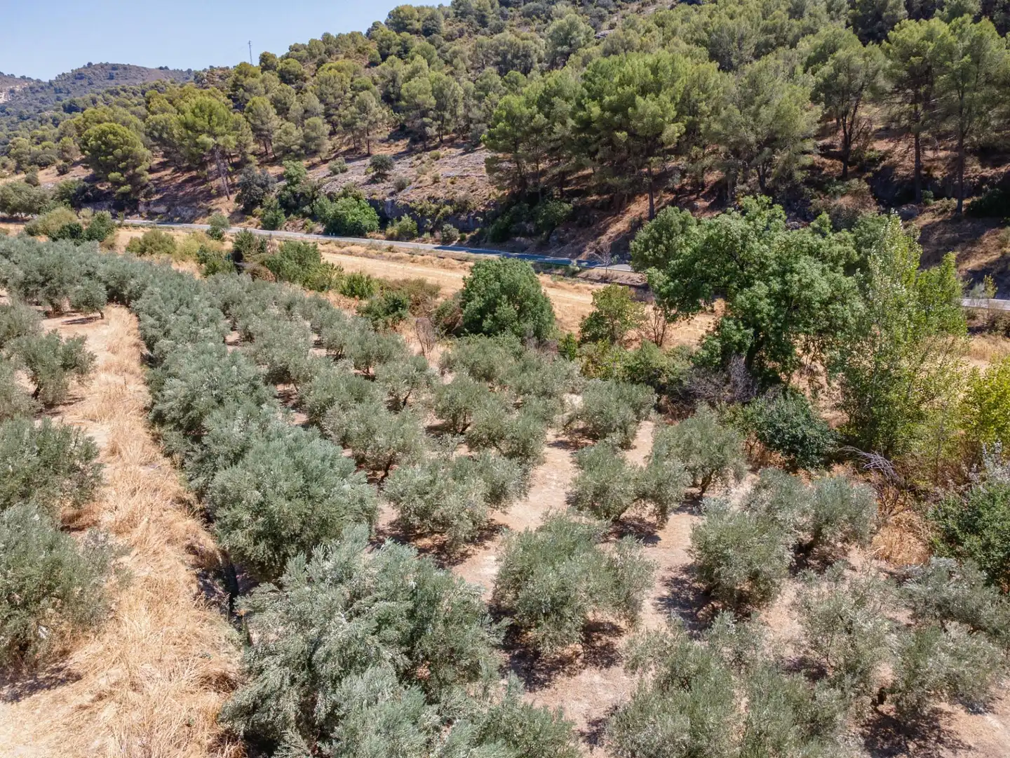 Terreny rústic en venda a Deifontes, imagen 20