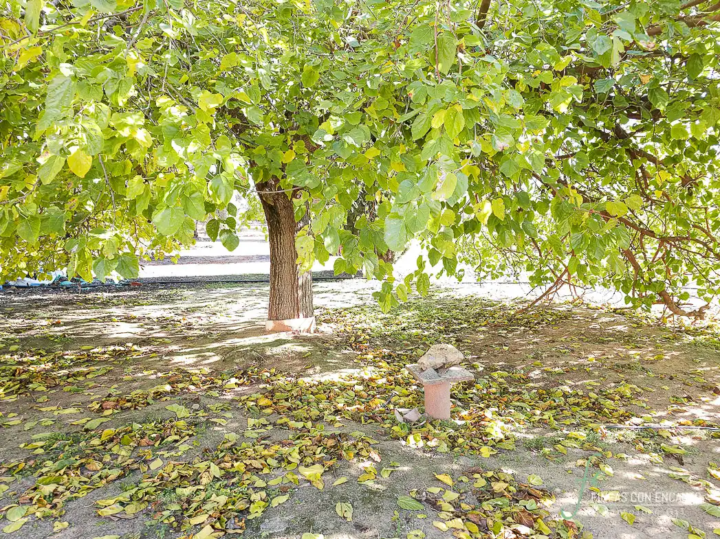 Garden of Country homes for sale in Puente Genil  with Terrace and Swimming Pool