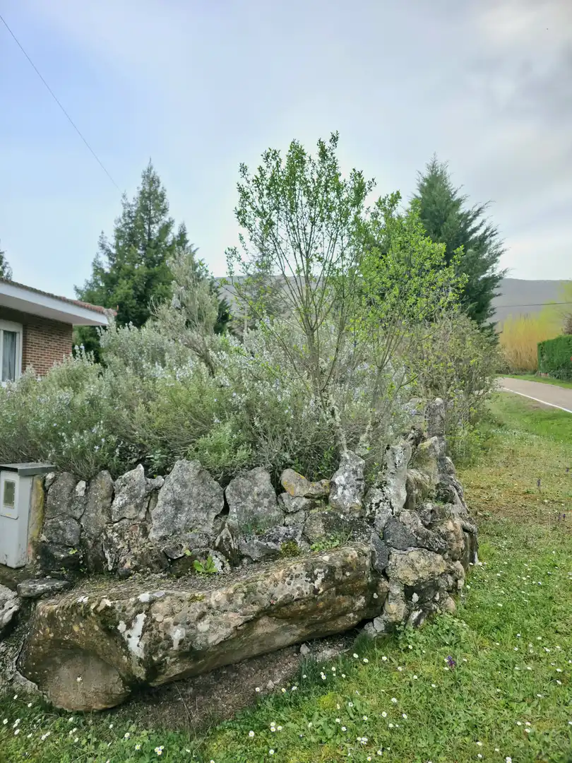 Jardí de Casa o xalet en venda en Pomar de Valdivia amb Calefacció, Jardí privat i Terrassa