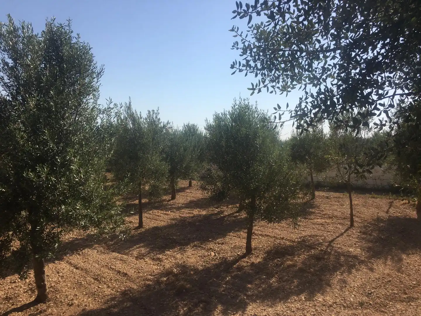 Terrenys i solars en venda a La Villa de Don Fadrique, imagen 6