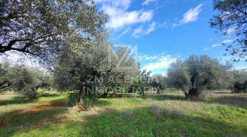 FINCA RUSTICA EN VENTA EN TRAIGUERA, immagine 2