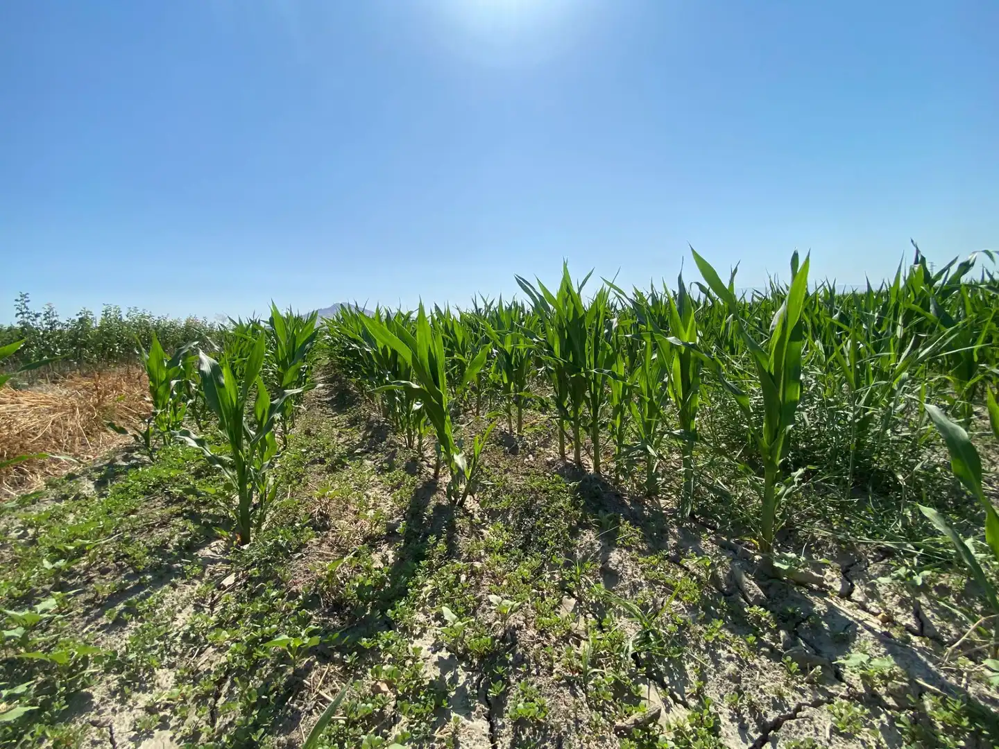 Grundstücke und Bauplätze zum Verkauf in Fuente Vaqueros, imagen 7
