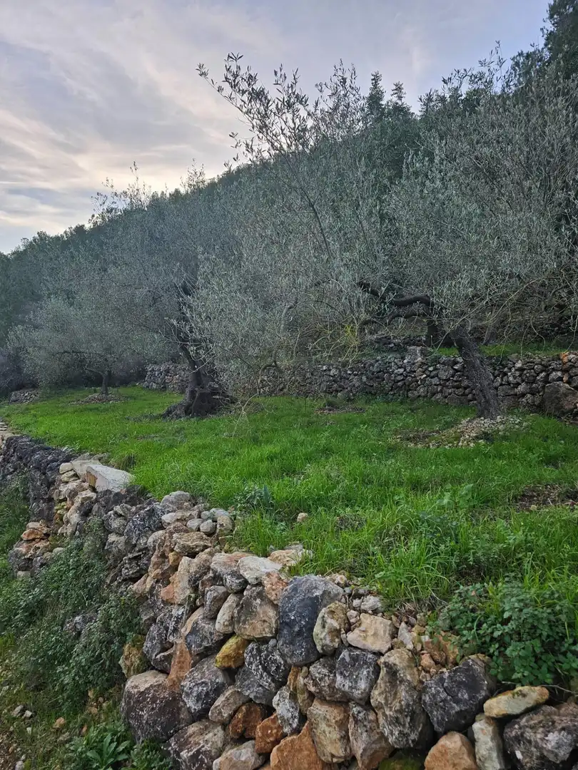 Rural land for sale in Alcanar, imagen 9