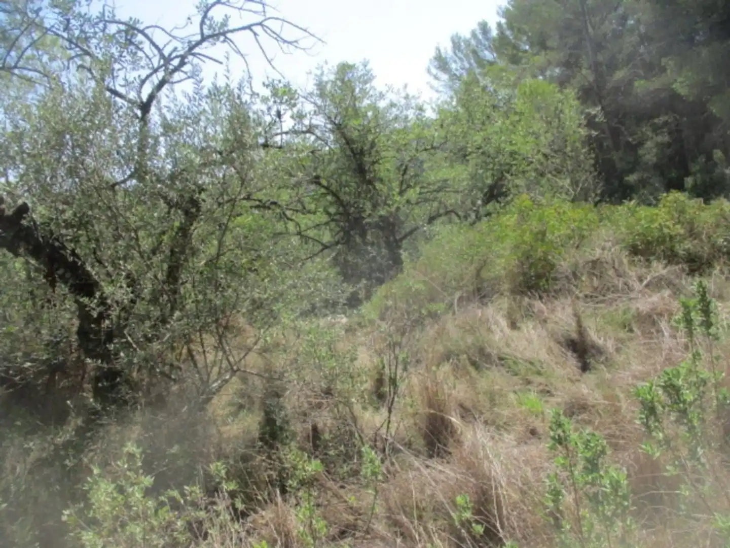 Rural land for sale in Calle Sebastia Riera, imagen 4