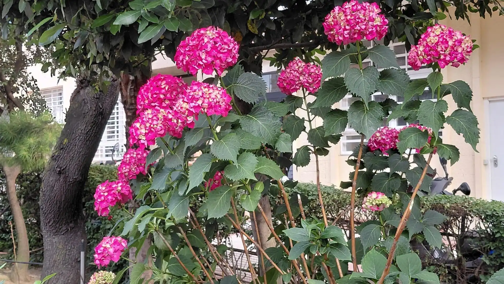 Garten von Büro zum Verkauf in Madrid