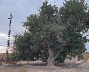 Terreny en venda en Elche / Elx