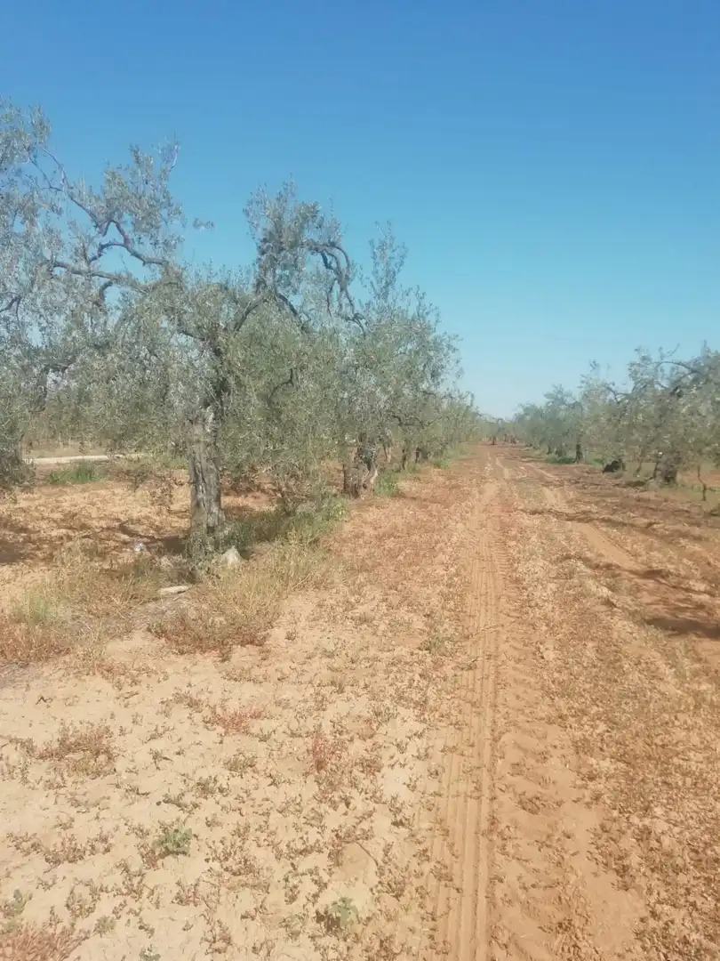Casa rústica en venda a Sanlúcar la Mayor, imagen 15