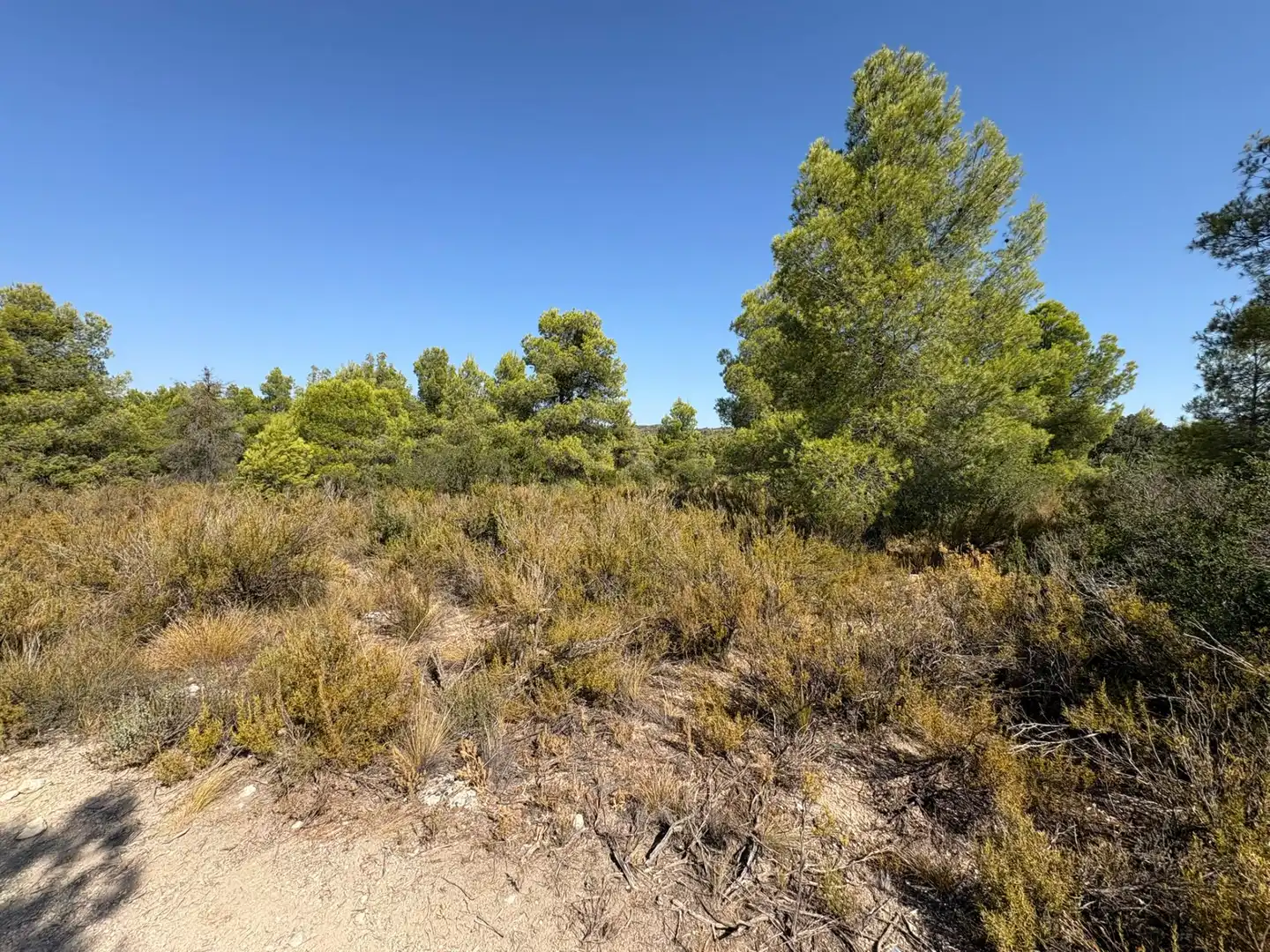 Terreno rustico in vendita a Cervià de Les Garrigues, imagen 16