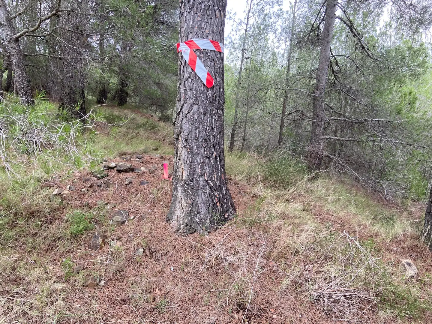 Terreno rustico in vendita a Riudecols, imagen 4