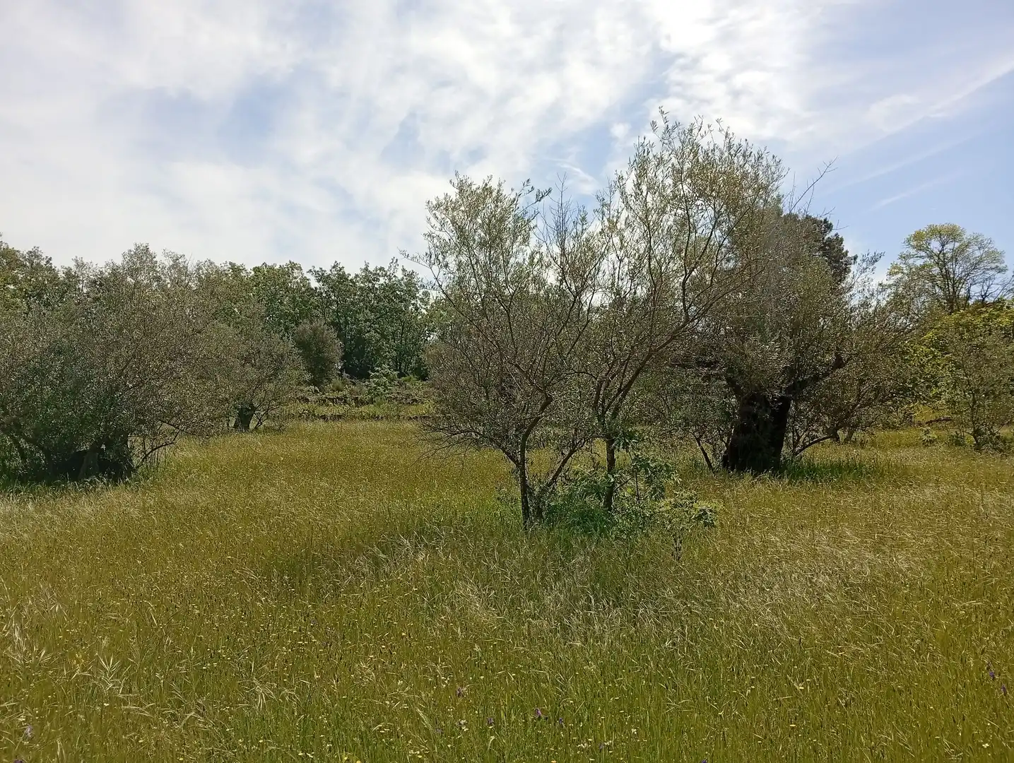 Terreni e lotti in vendita a Villanueva de la Vera, imagen 60