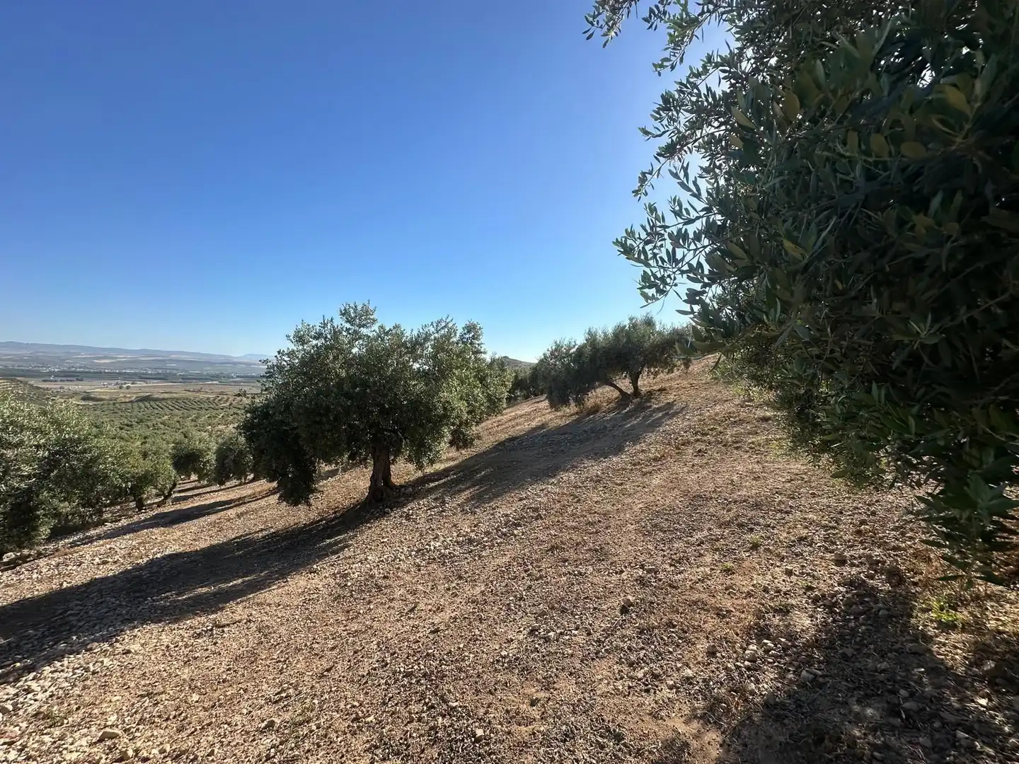 Terreni e lotti in vendita a Atarfe, imagen 6