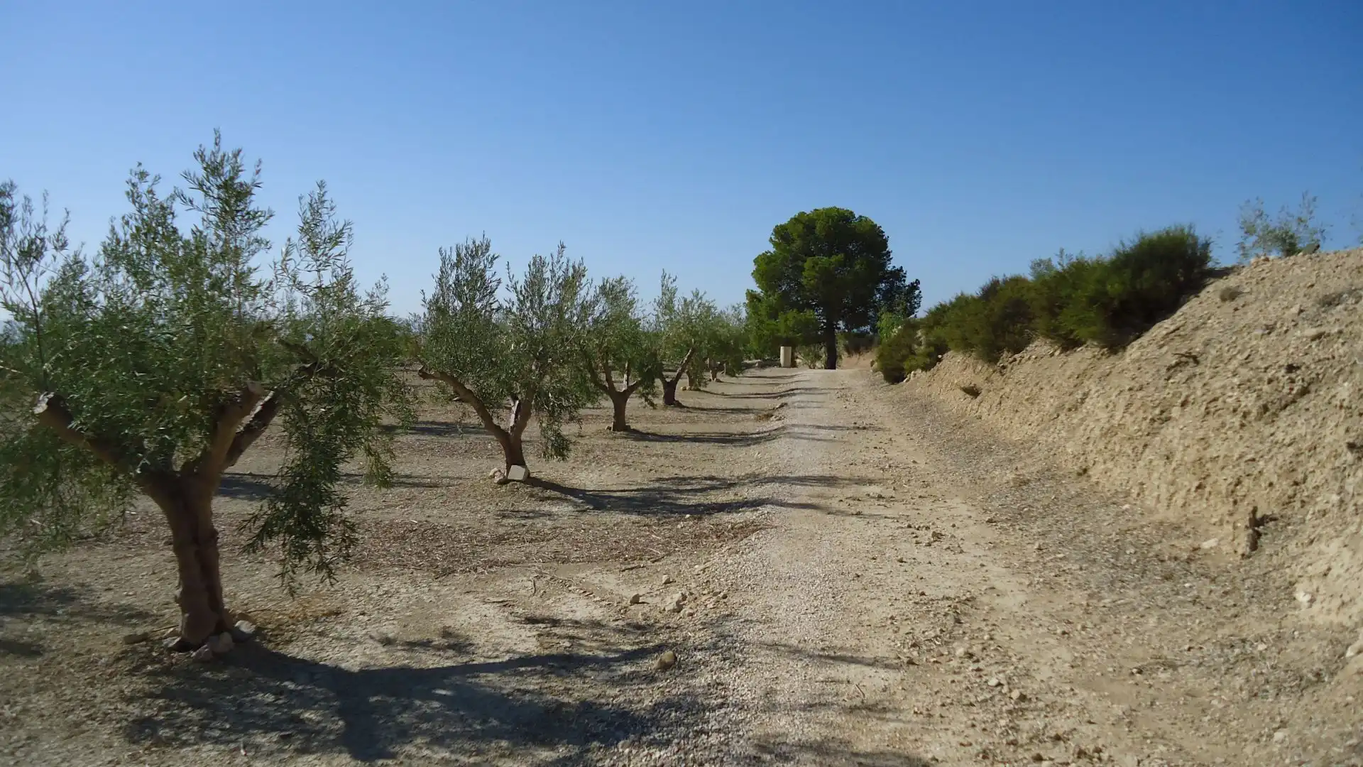 Lands and plots for sale in Abanilla, imagen 12