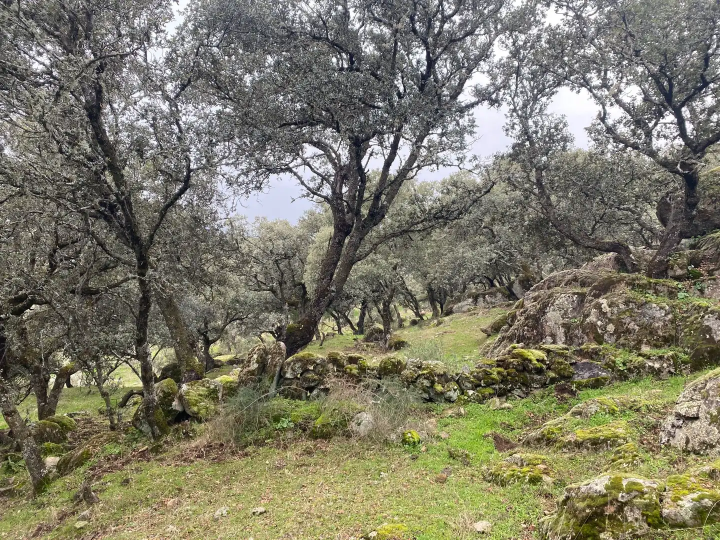 Terreni e lotti in vendita a Navamorcuende, imagen 15