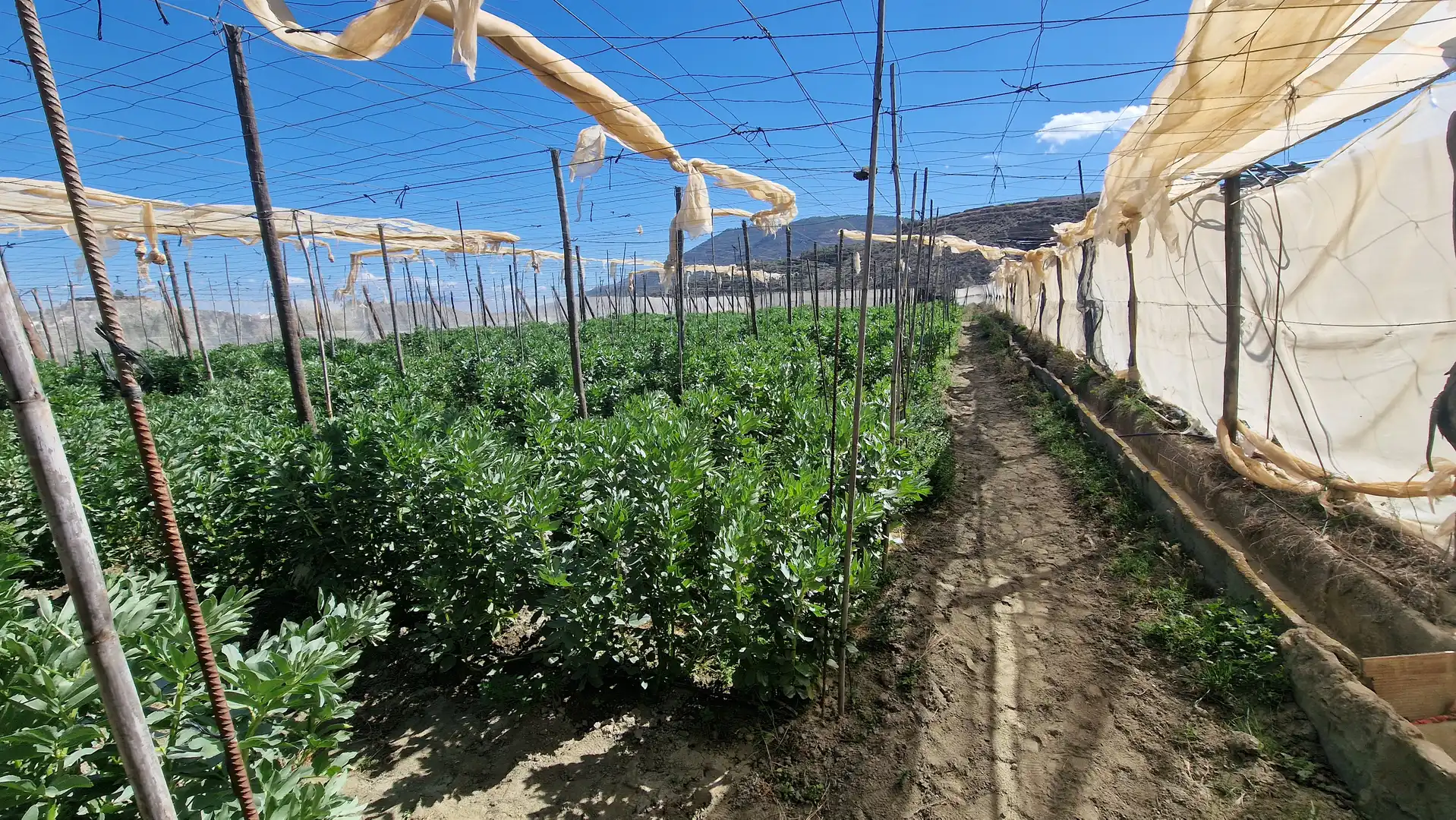 Jardí de Finca rústica en venda en Canjáyar amb Jardí privat, Terrassa i Traster