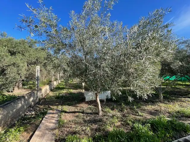 Casa o xalet en venda en Alicante / Alacant amb Aire condicionat, Calefacció i Jardí privat