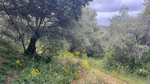 Foto 2 de Finca rústica en venta en Aldea el Collado, 2, Alájar, Huelva