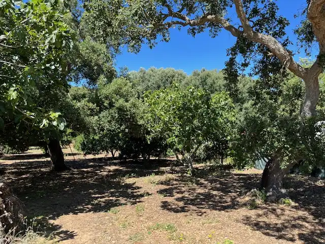 Finca rústica en venta en Vejer de la Frontera