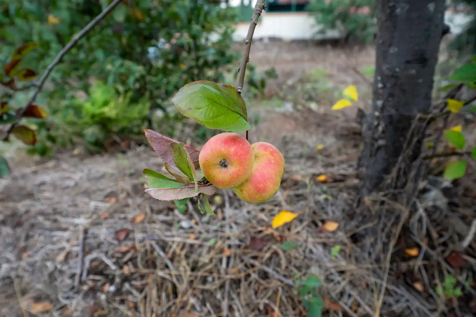 Finca rústica en venta en Calle de El Balayo, La Perdoma - San Antonio - Benijos