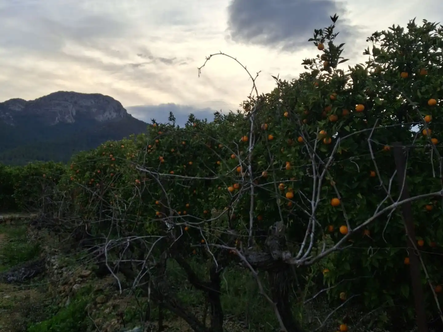 Jardín de Terreno en venta en Alcalalí, Alicante