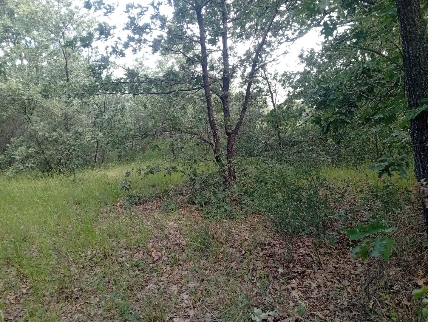 Terreni e lotti in vendita a Losar de la Vera, imagen 34