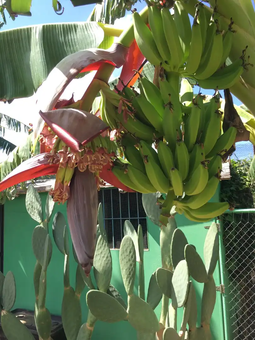 Casa rústica en venda a Monte los Almendros - El Pargo - Costa Aguilera, imagen 70