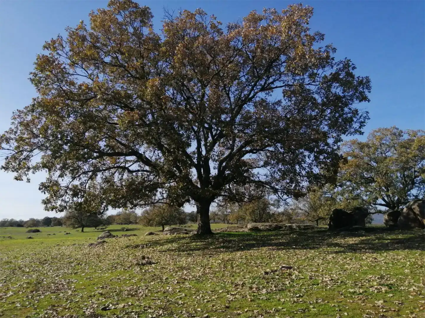 Terreno en venta en Gargüera, Cáceres
