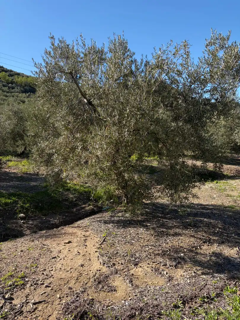 Terreny rústic en venda a Priego de Córdoba, imagen 2