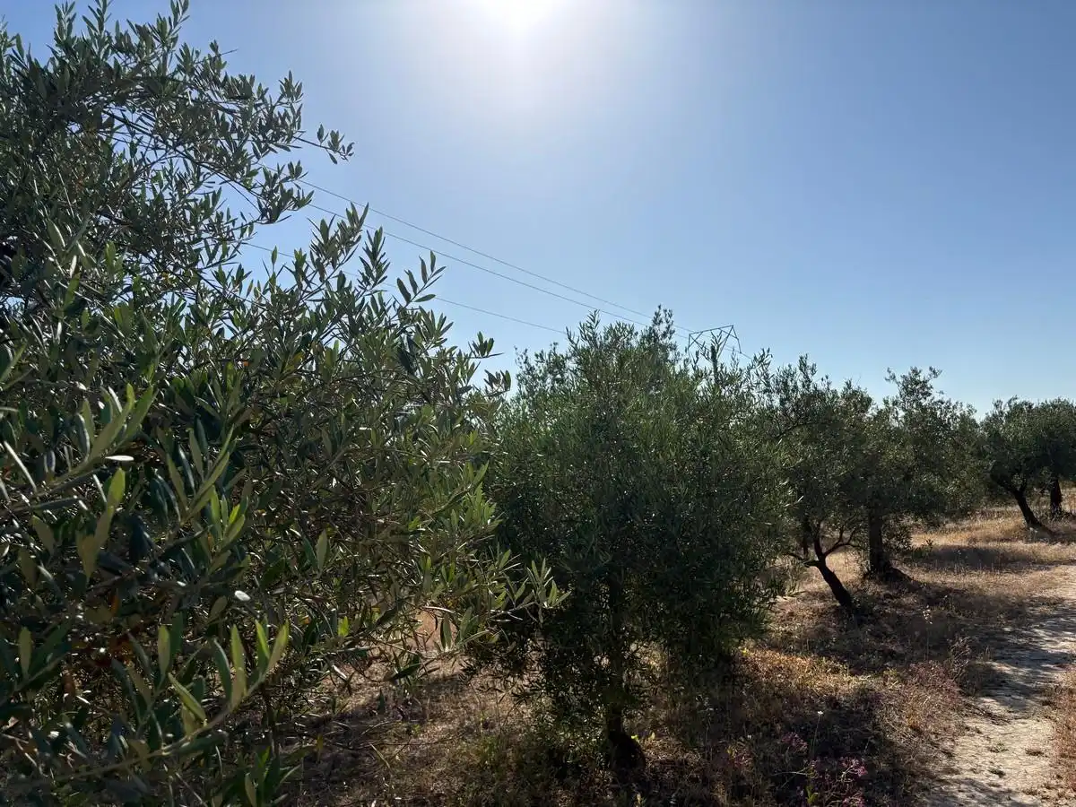Terreny rústic en venda a Sanlúcar la Mayor, imagen 6