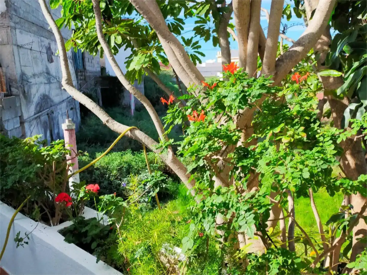 Jardí de Casa adosada en venda en San Cristóbal de la Laguna amb Jardí privat