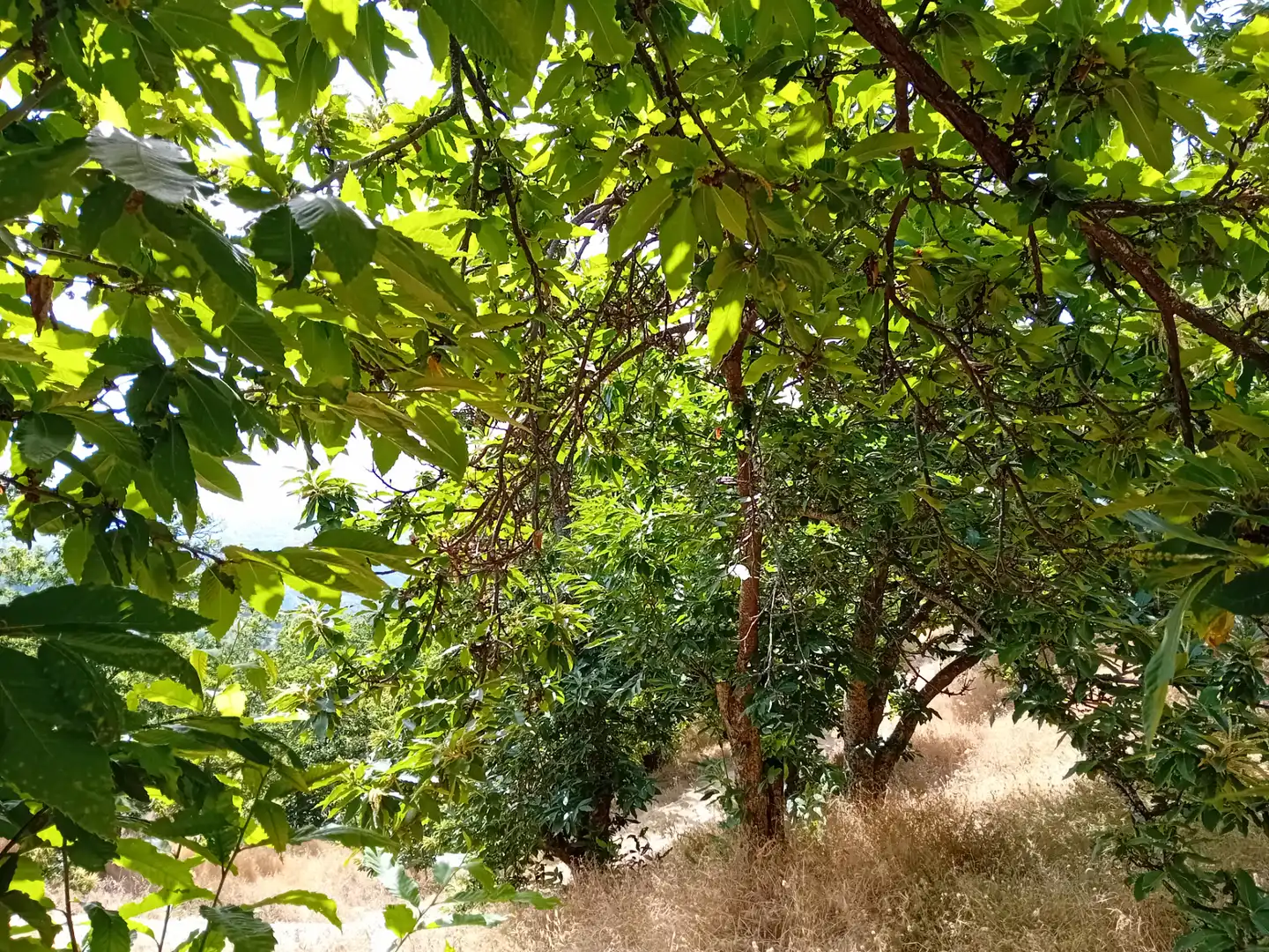 Terreno rústico en venta en Yunquera, imagen 7