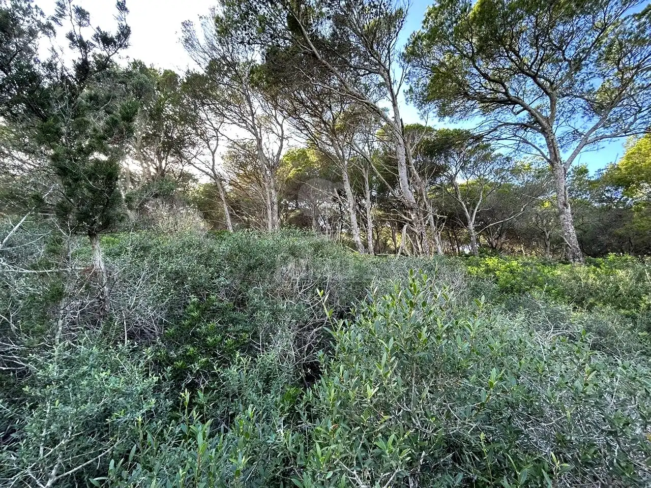 Rural land for sale in Cala Morell, imagen 8