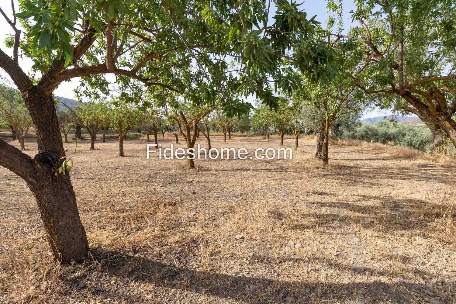 Rural land for sale in XFG2+MG9 Nigüelas 0, imagen 11