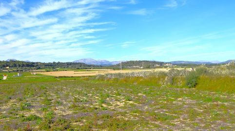 Finca rústica con posibilidad de construir una vivienda en Muro., immagine 3