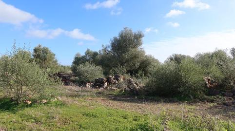 Foto 3 de Residencial en venda a Campos poble, Campos