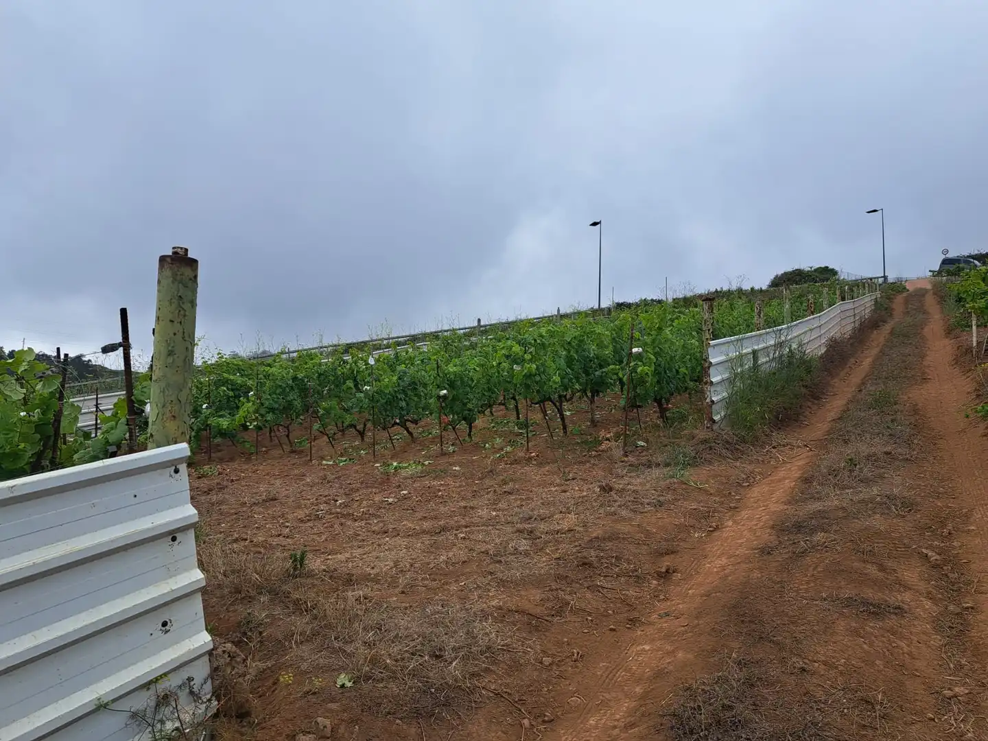 Rural land for sale in El Sauzal, imagen 31