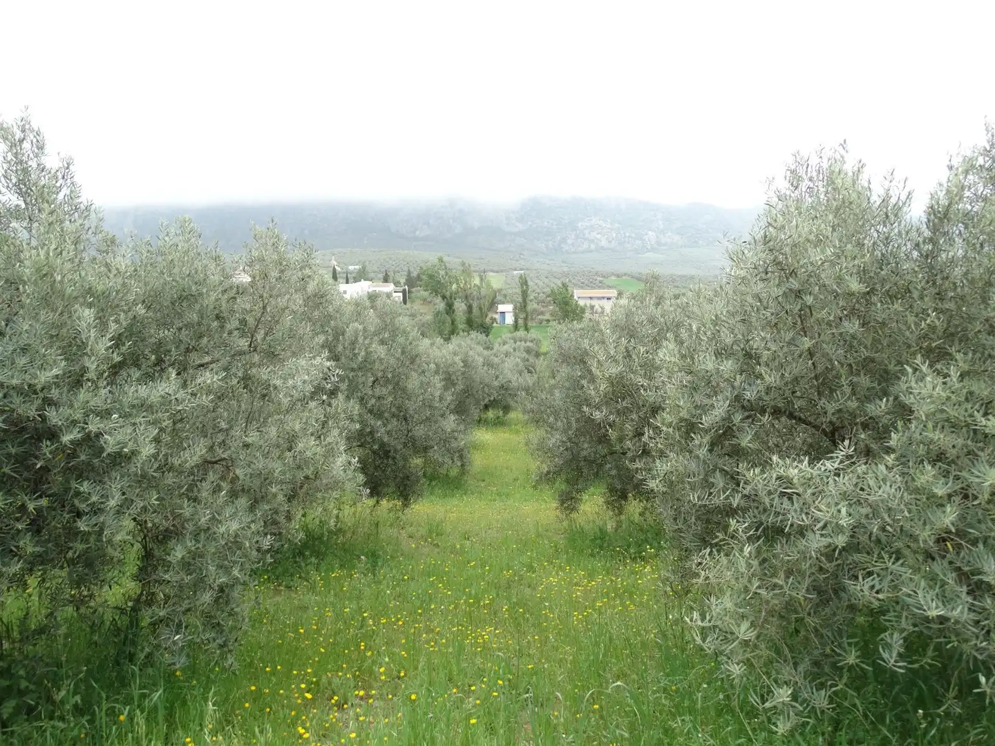 Lands and plots for sale in Calle CERRO LIMON, imagen 7