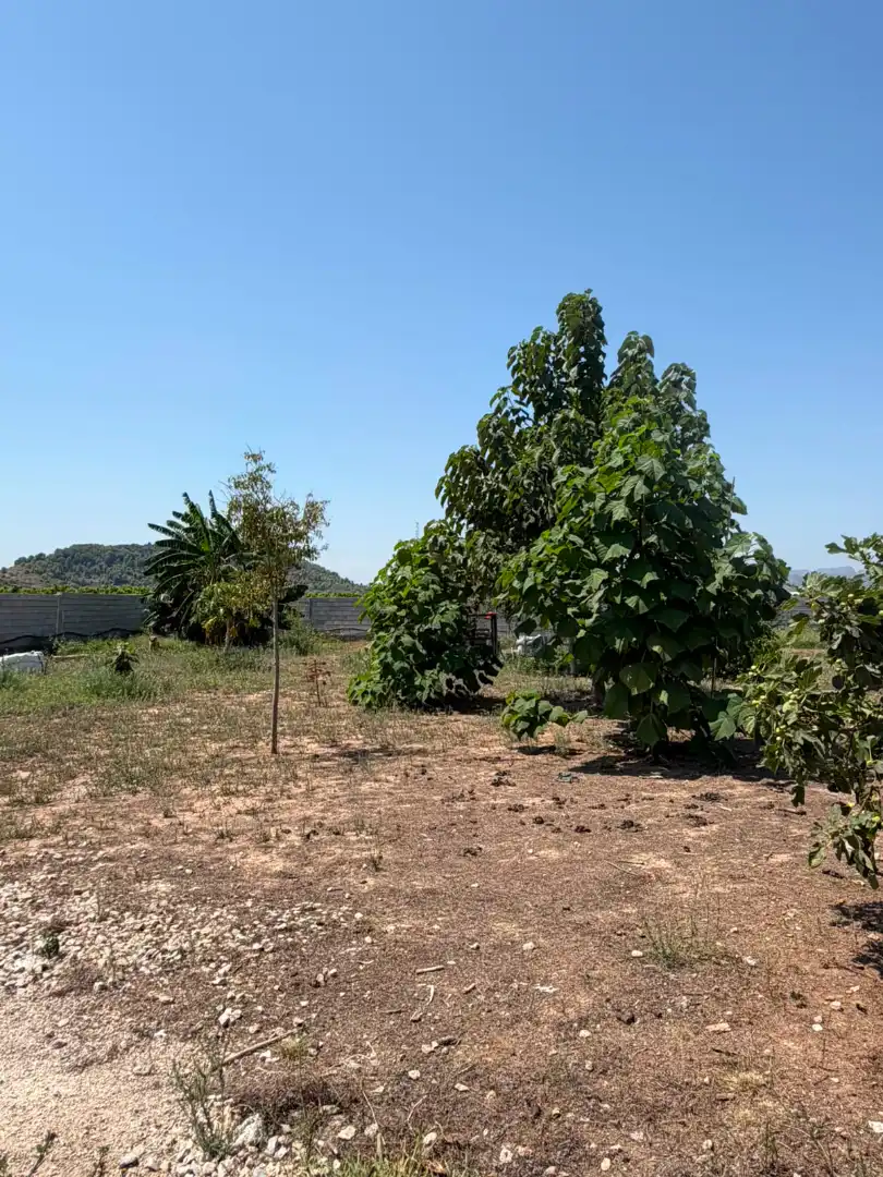 Finca rústica en venda en Oliva amb Terrassa i Traster
