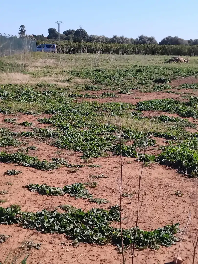 Rural land for sale in Plaça Num 17 105, imagen 2