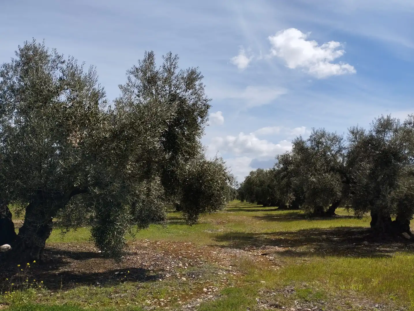 Terreno rustico in vendita a Calle los Yesares, imagen 13