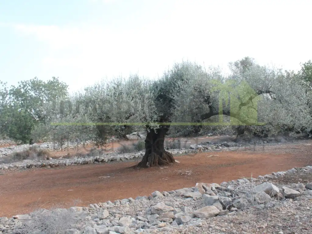 Rural land for sale in Poligono Poligono 50, imagen 13