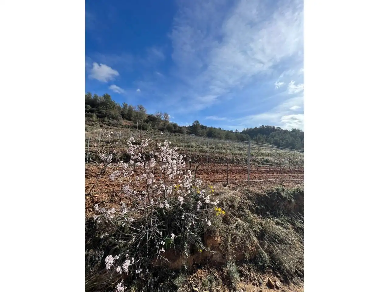 Terreno en venta en La Vilella Baixa
