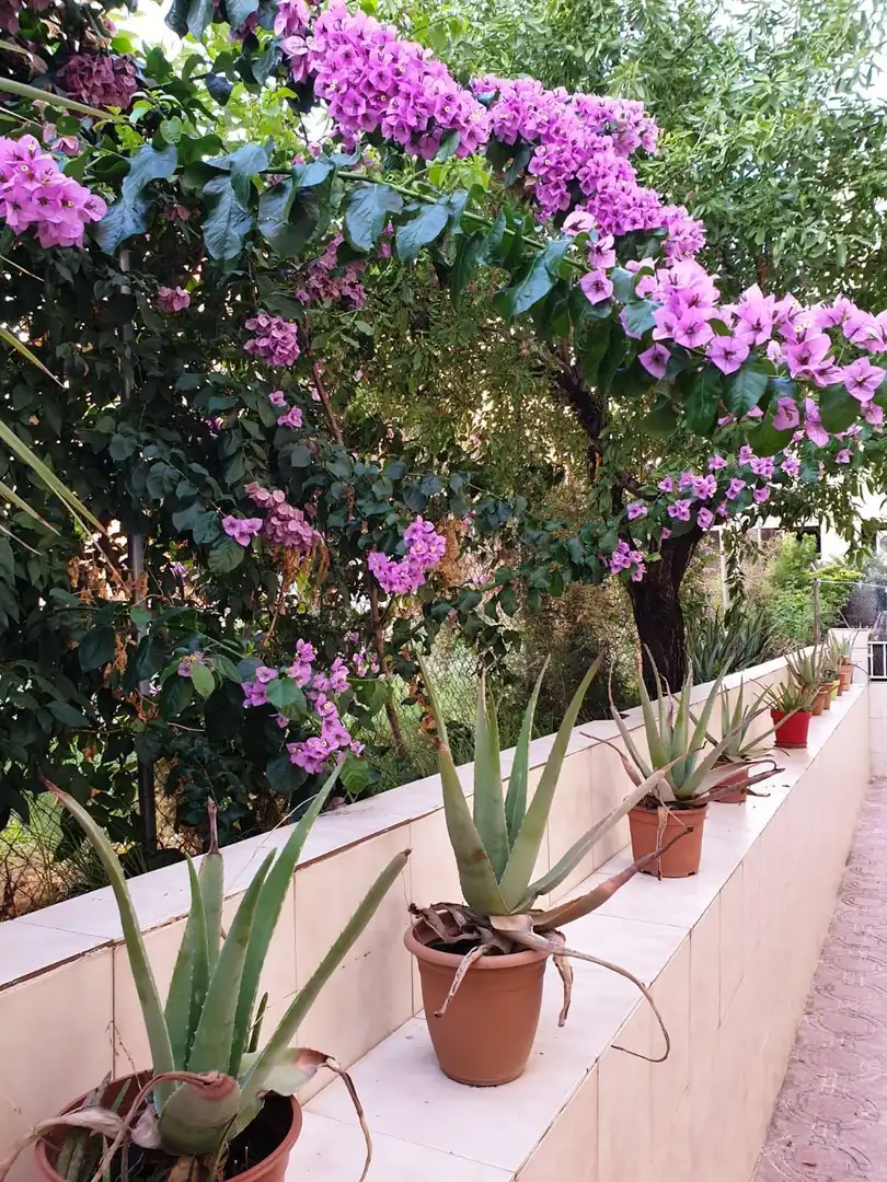 Garden of Flat for rent in Terrassa  with Heating